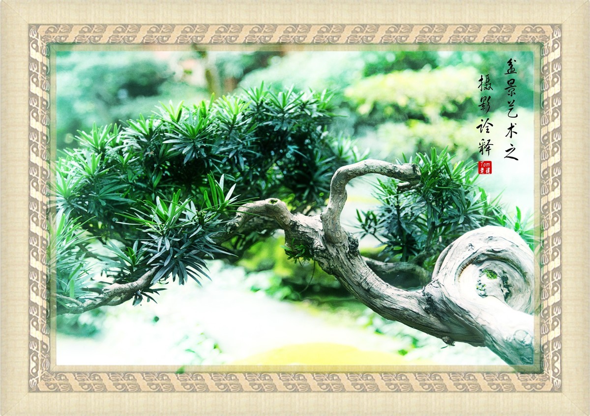 盆景艺术之摄影诠释！