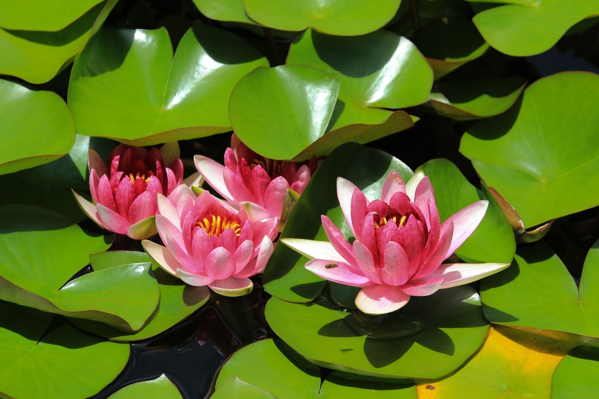 拍摄花卉一（308）