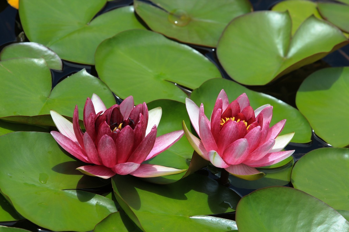 拍摄花卉一（308）