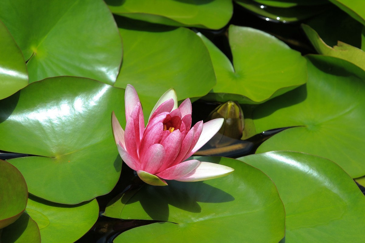 拍摄花卉一（308）