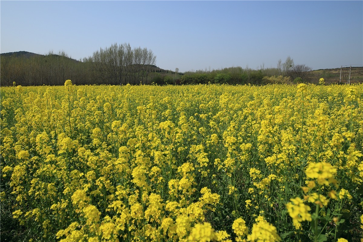 济南长清双泉镇油菜花基地