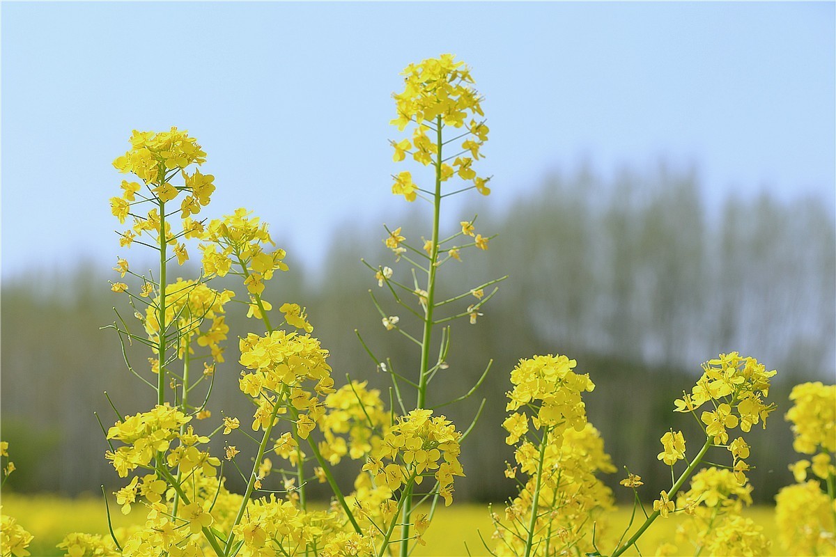 济南长清双泉镇油菜花基地