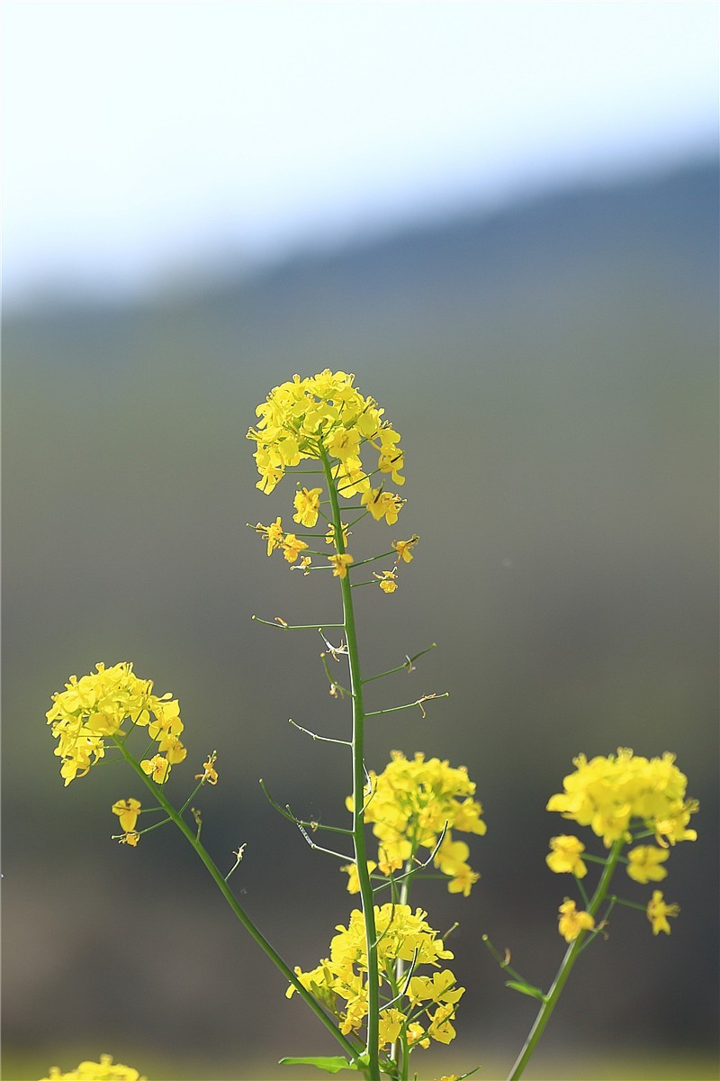 济南长清双泉镇油菜花基地