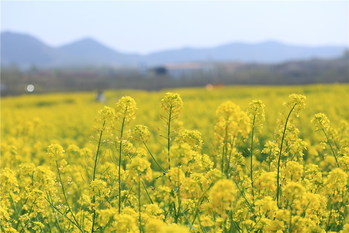 济南长清双泉镇油菜花基地