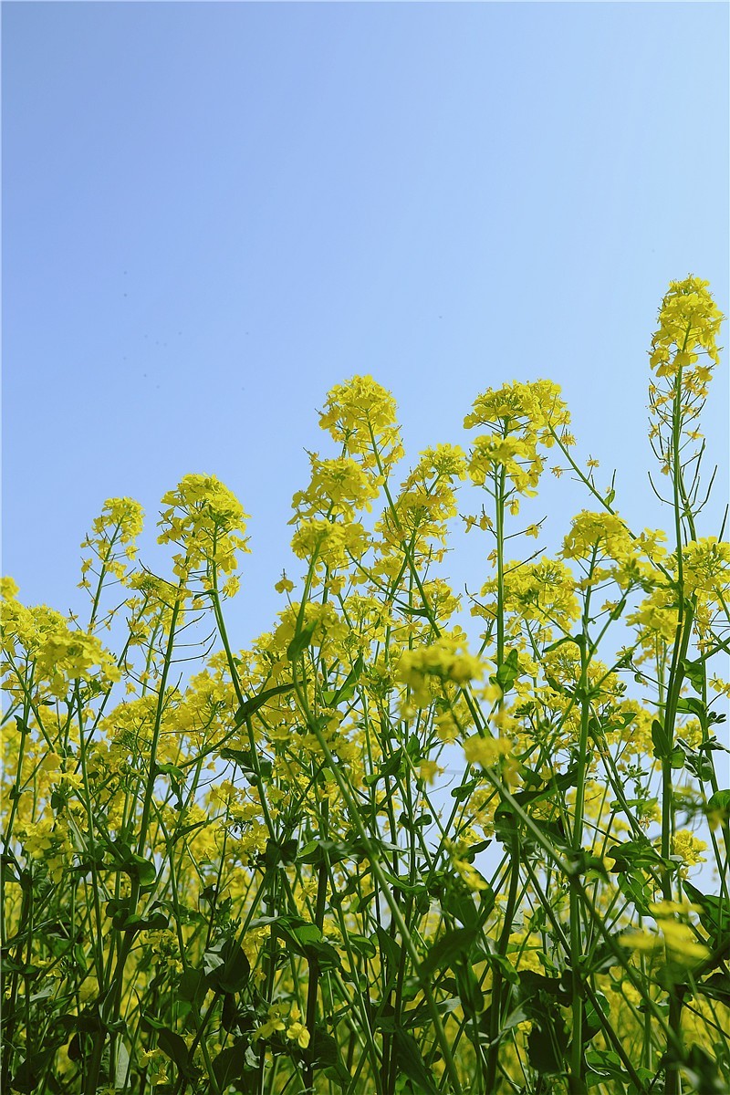 济南长清双泉镇油菜花基地