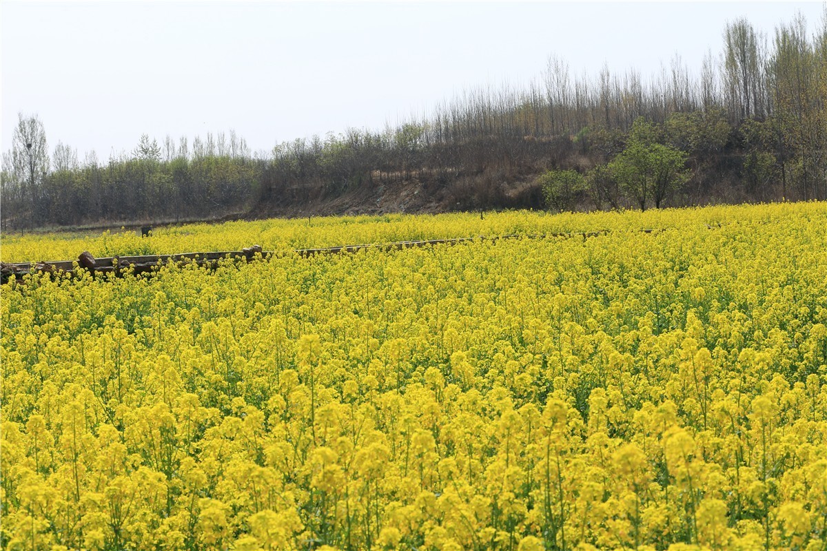 济南长清双泉镇油菜花基地