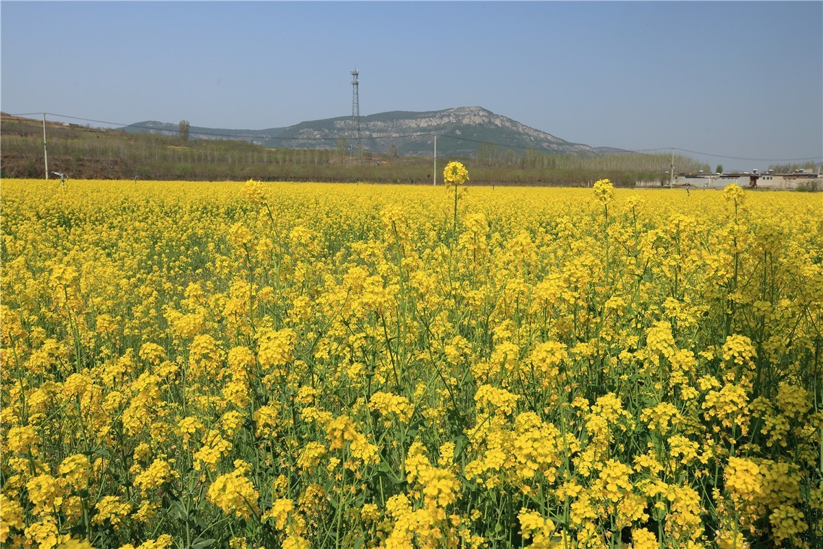 济南长清双泉镇油菜花基地