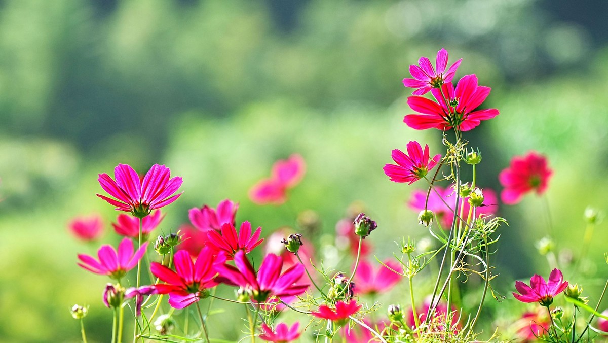 波斯菊