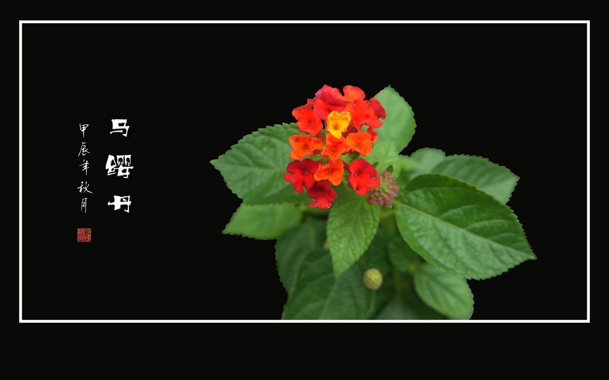 国旗红金星黄的马缨丹花