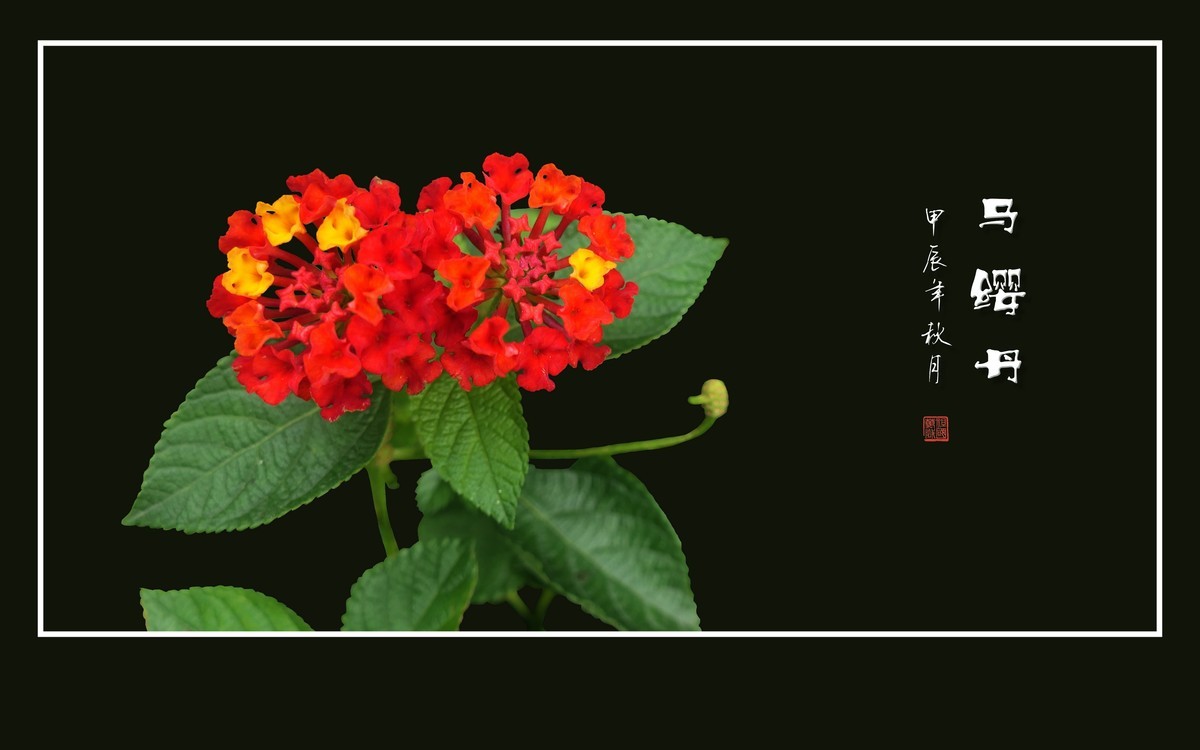 国旗红金星黄的马缨丹花