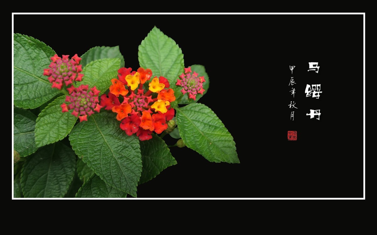 国旗红金星黄的马缨丹花