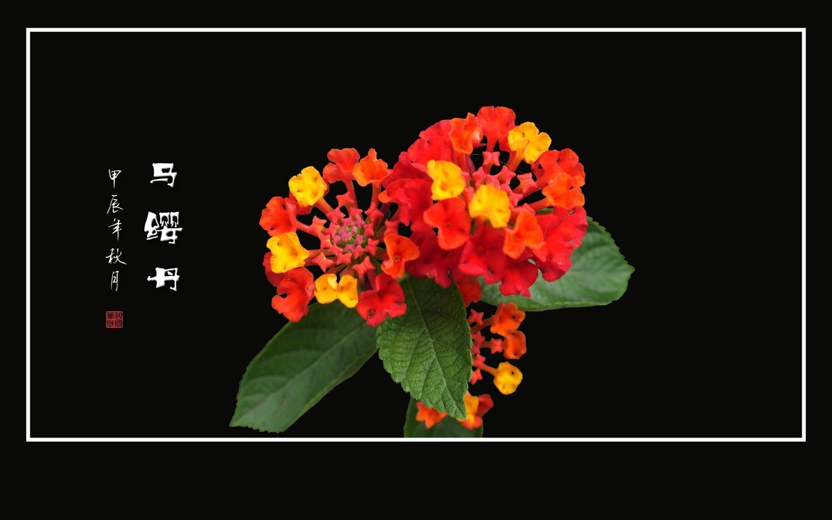 国旗红金星黄的马缨丹花