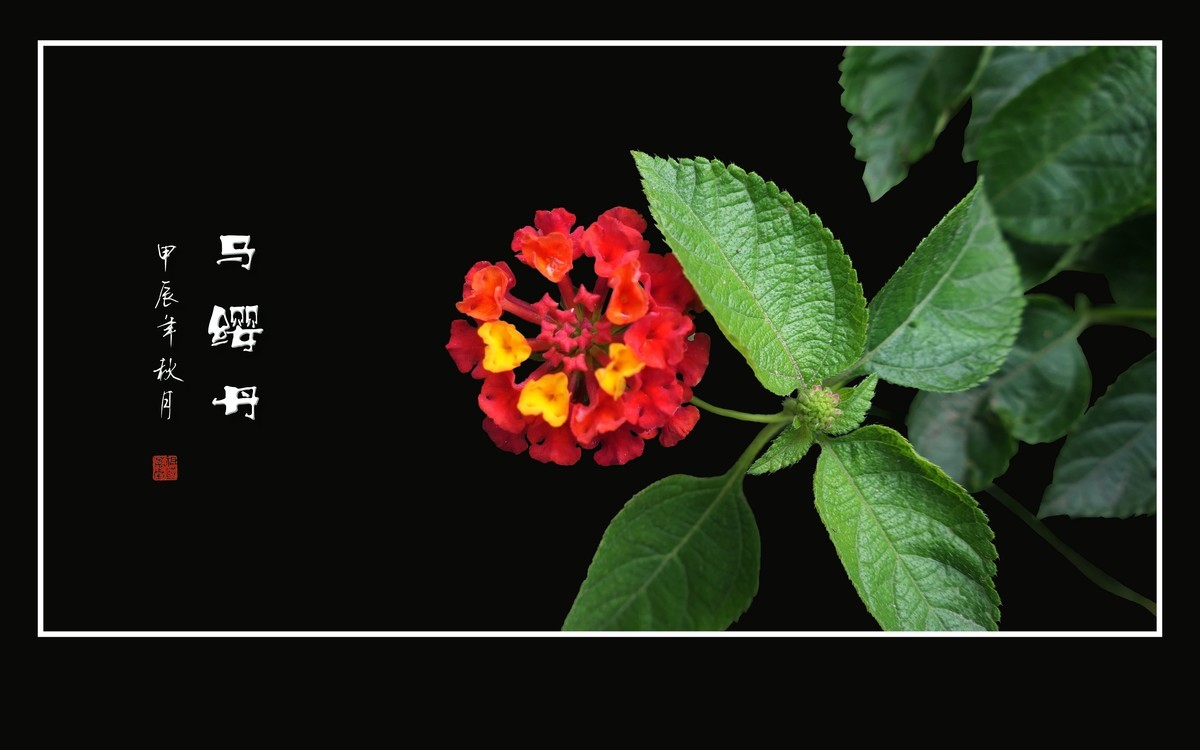 国旗红金星黄的马缨丹花