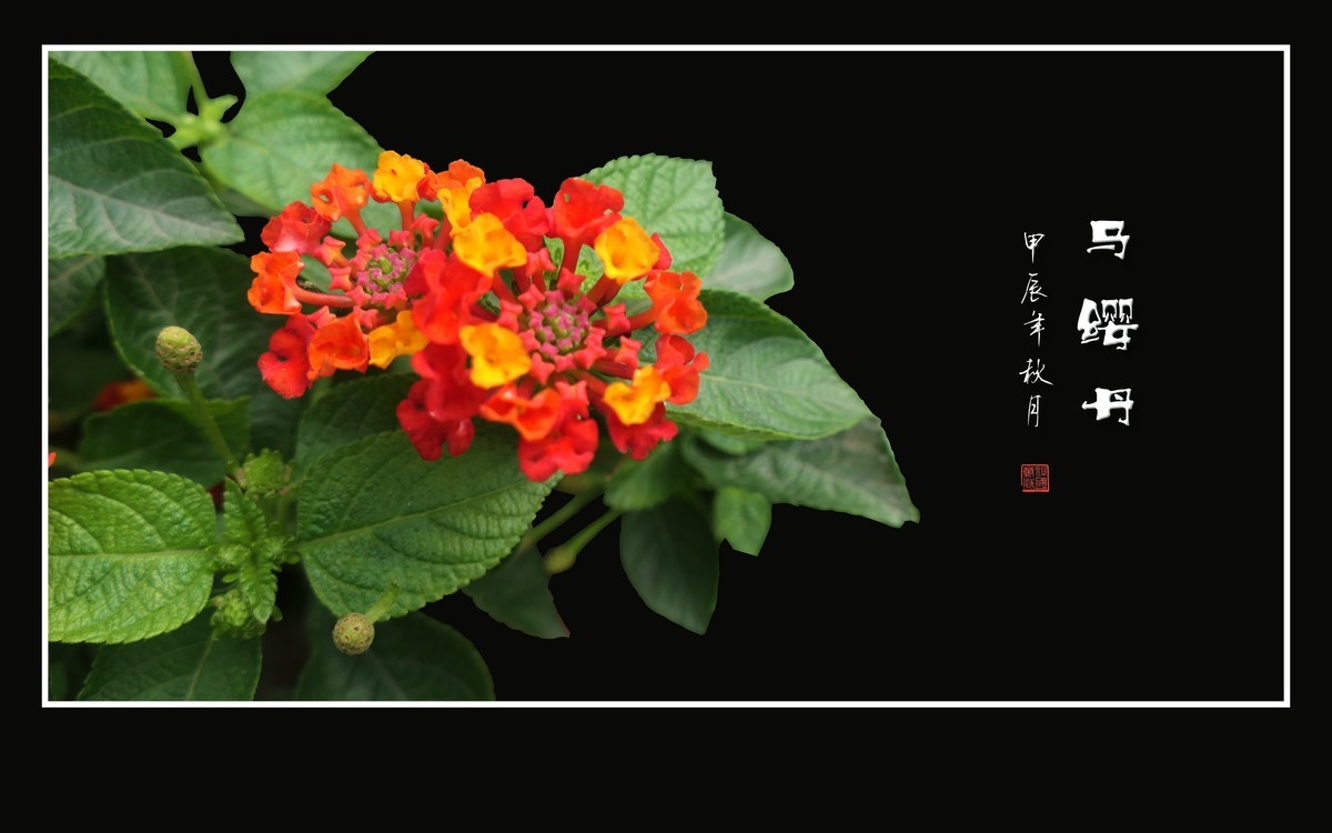 国旗红金星黄的马缨丹花