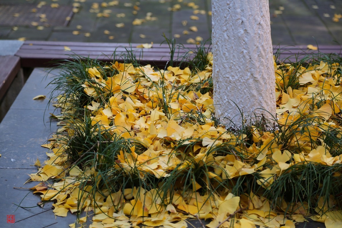 这两天天气不错