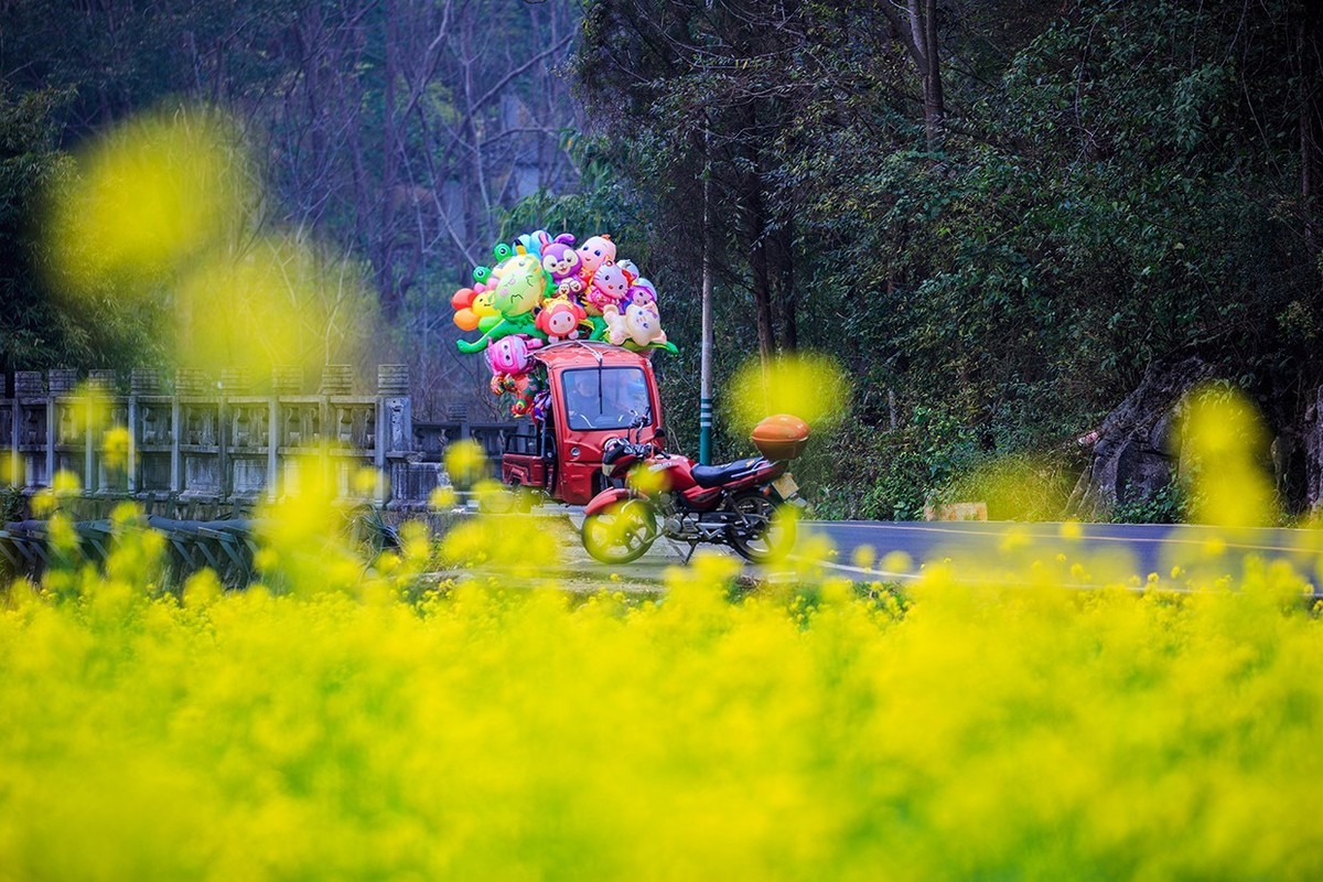 花开的旅途——兴义万峰林油菜花