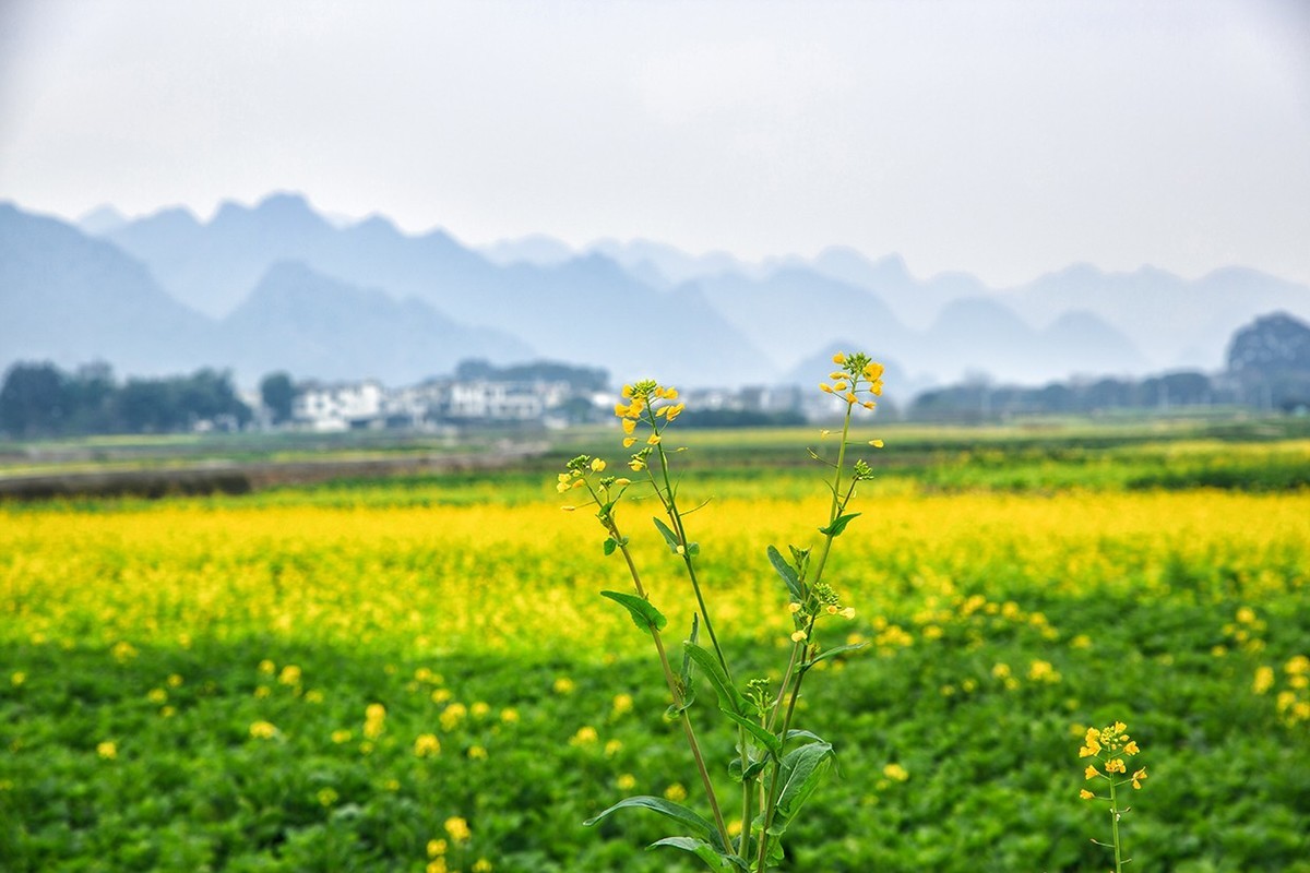 花开的旅途——兴义万峰林油菜花