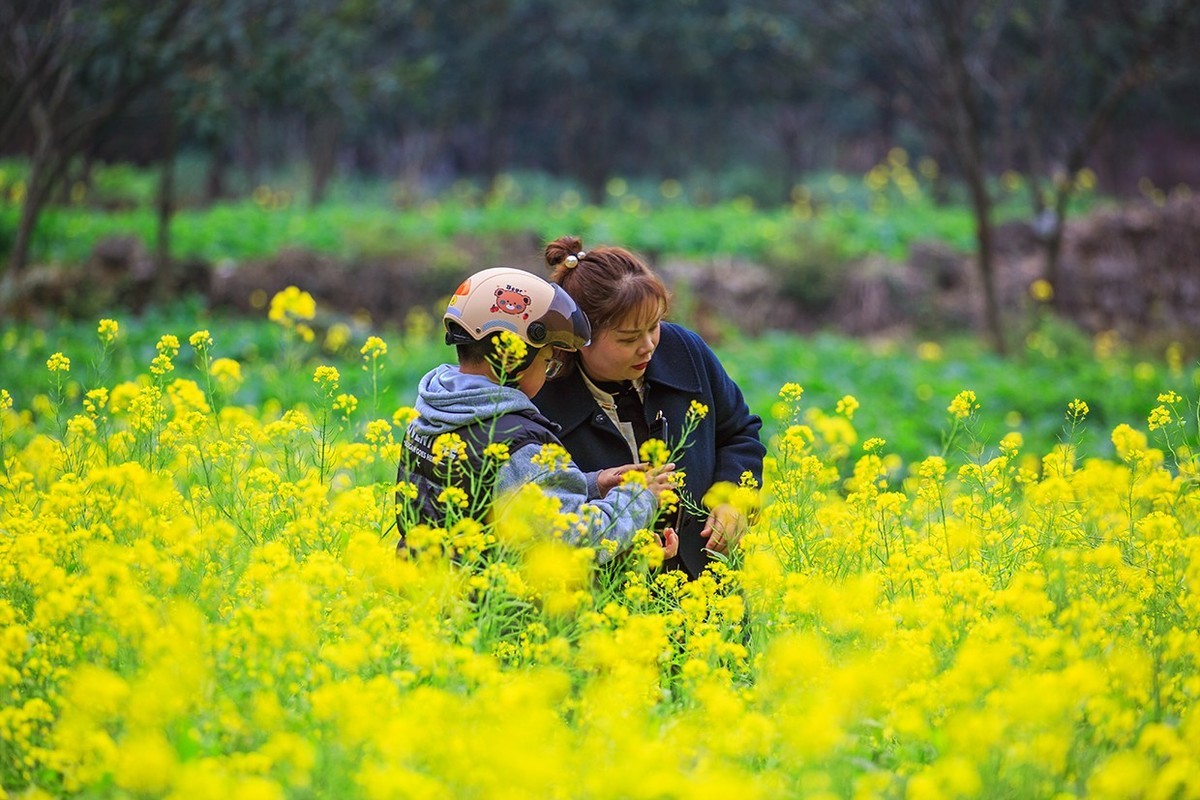 花开的旅途——兴义万峰林油菜花