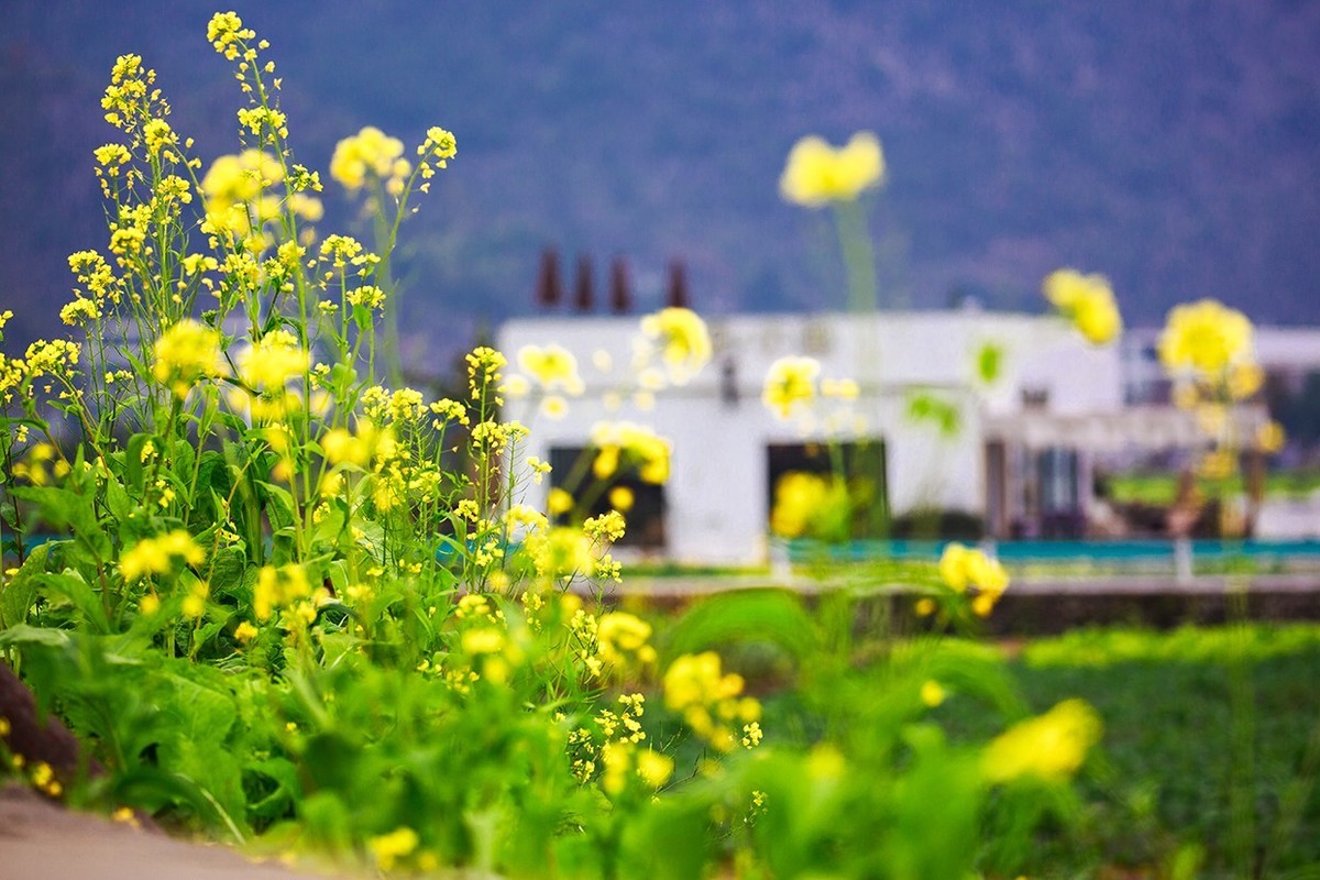 花开的旅途——兴义万峰林油菜花