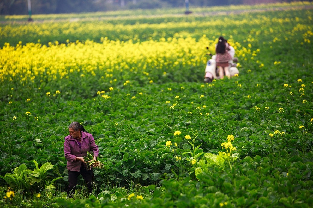 花开的旅途——兴义万峰林油菜花