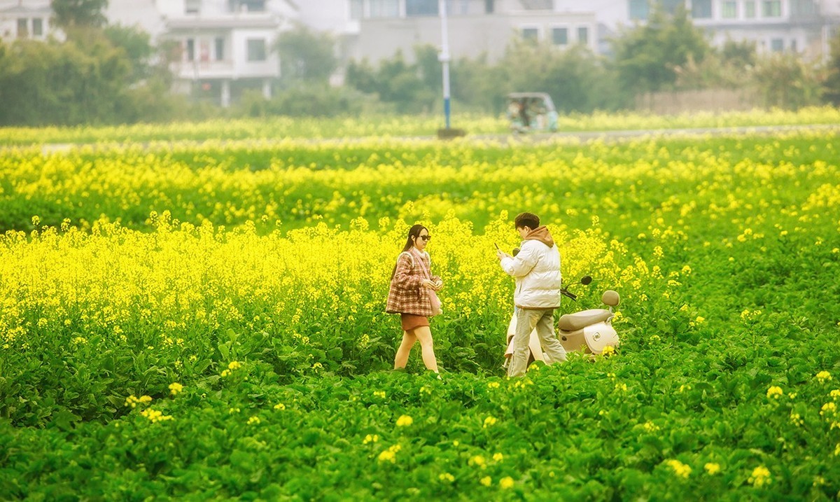 花开的旅途——兴义万峰林油菜花