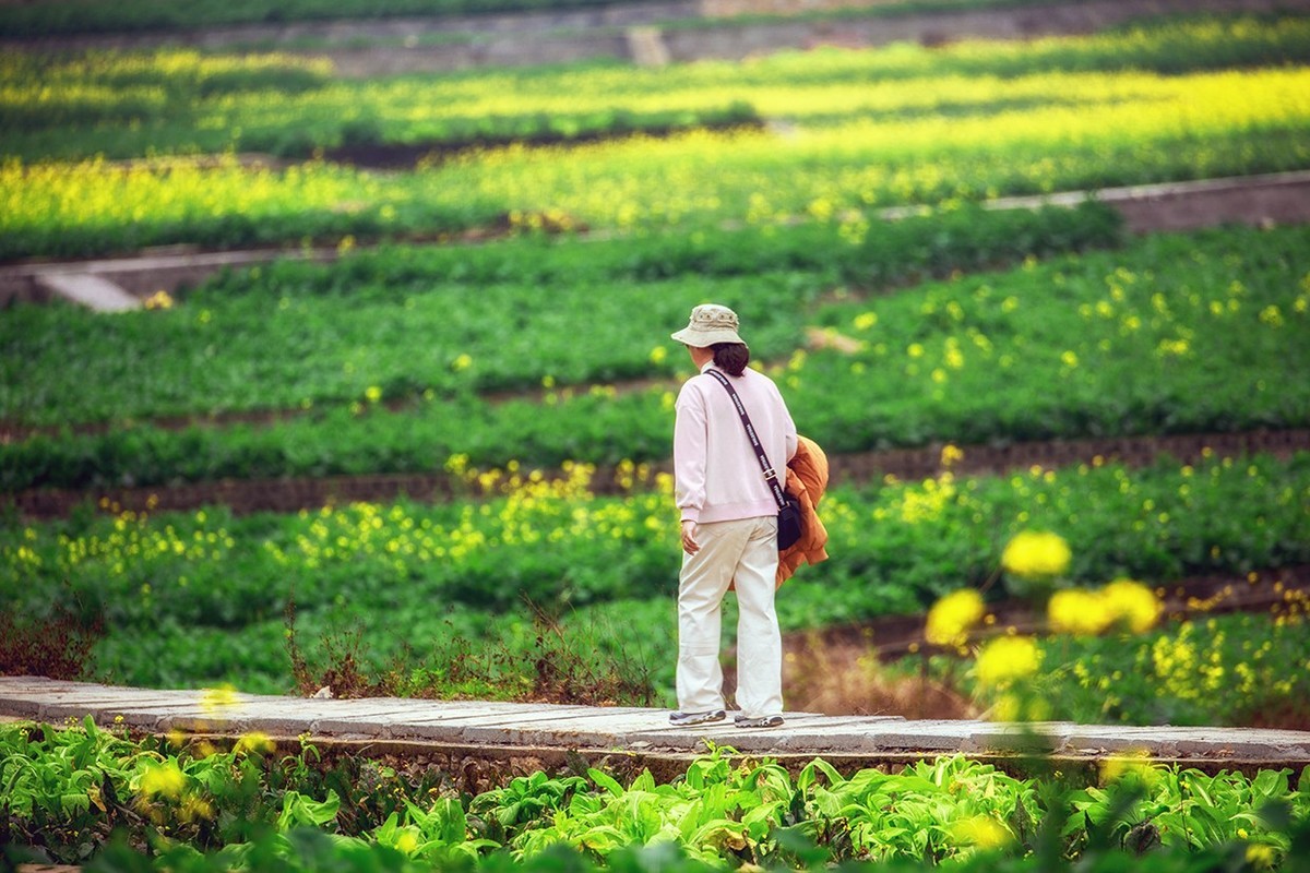 花开的旅途——兴义万峰林油菜花