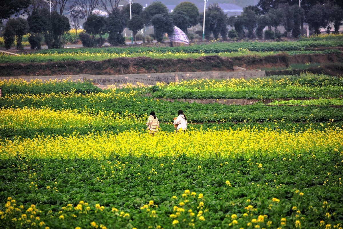 花开的旅途——兴义万峰林油菜花