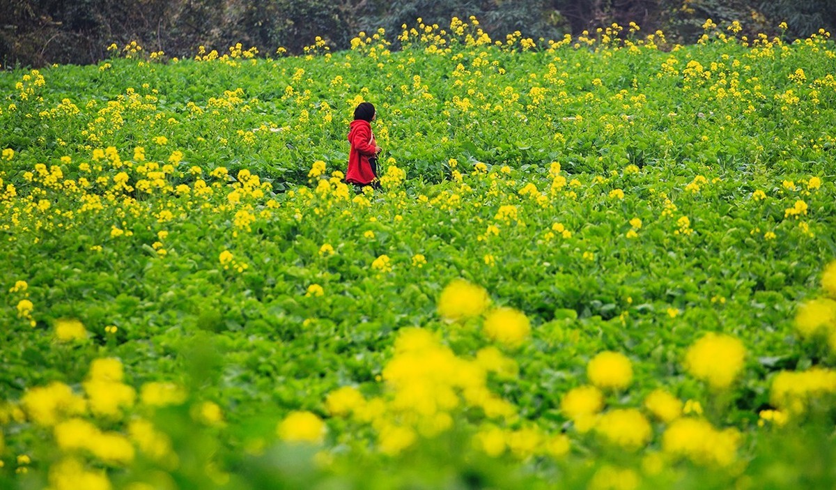 花开的旅途——兴义万峰林油菜花