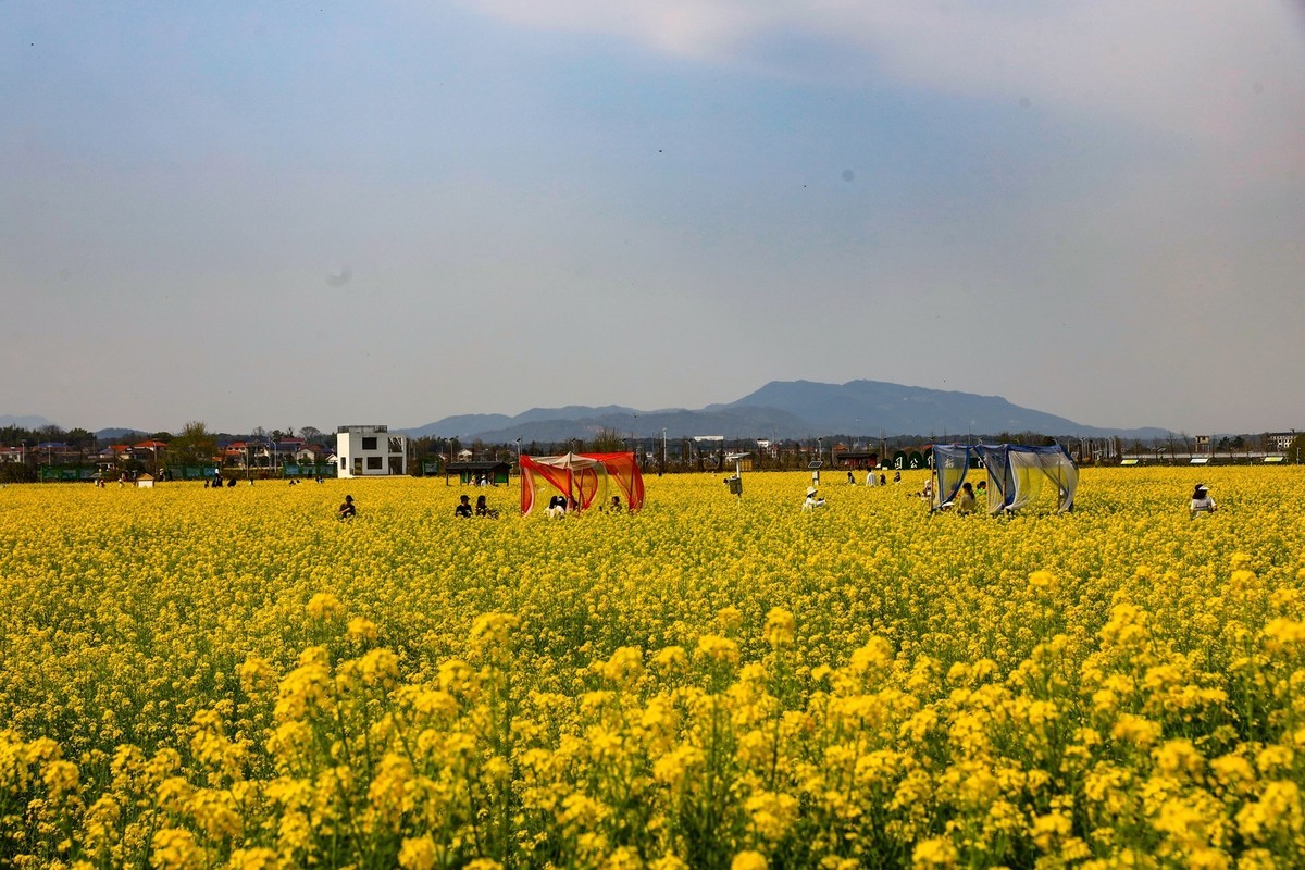 隆平水作公园--油菜花2