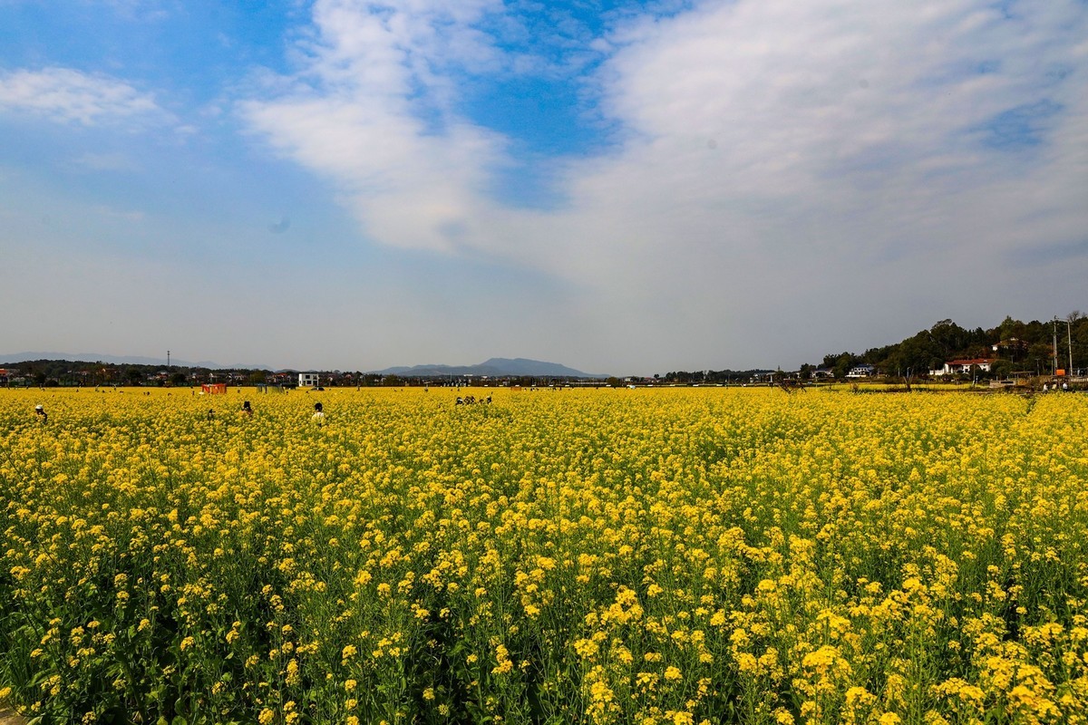 隆平水作公园--油菜花2