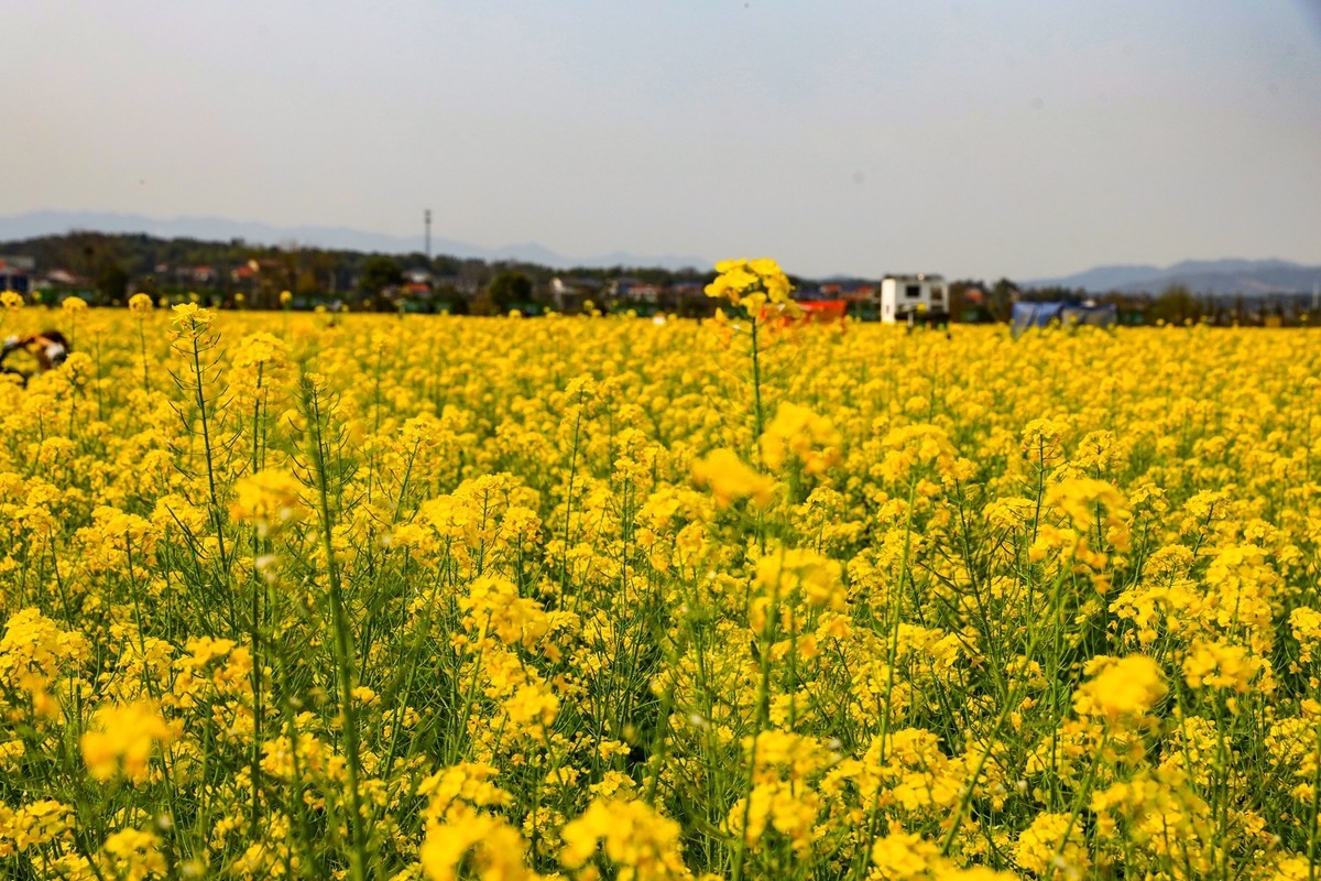 隆平水作公园--油菜花2