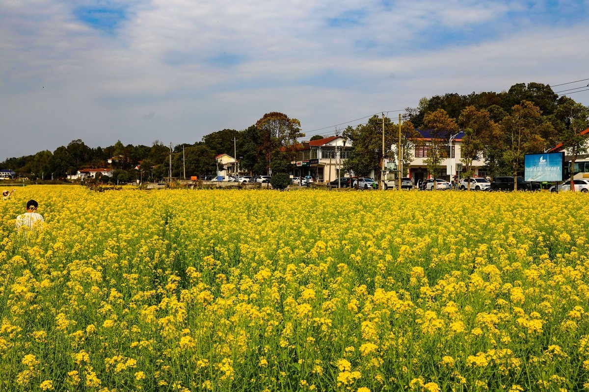 隆平水作公园--油菜花2