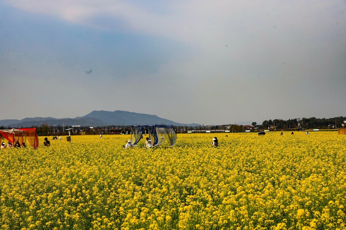 隆平水作公园--油菜花2