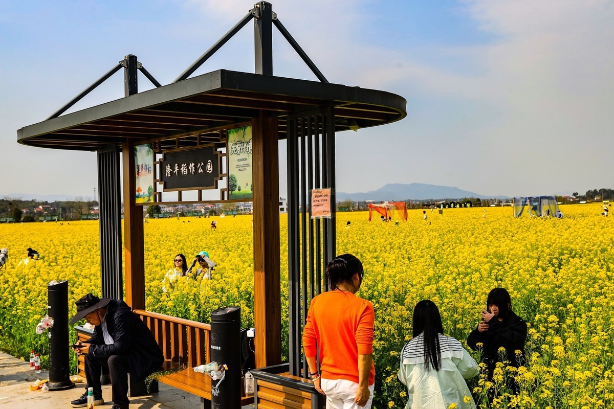 隆平水作公园--油菜花2