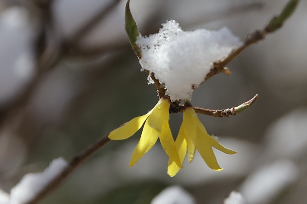 滨城游拍——春花映雪
