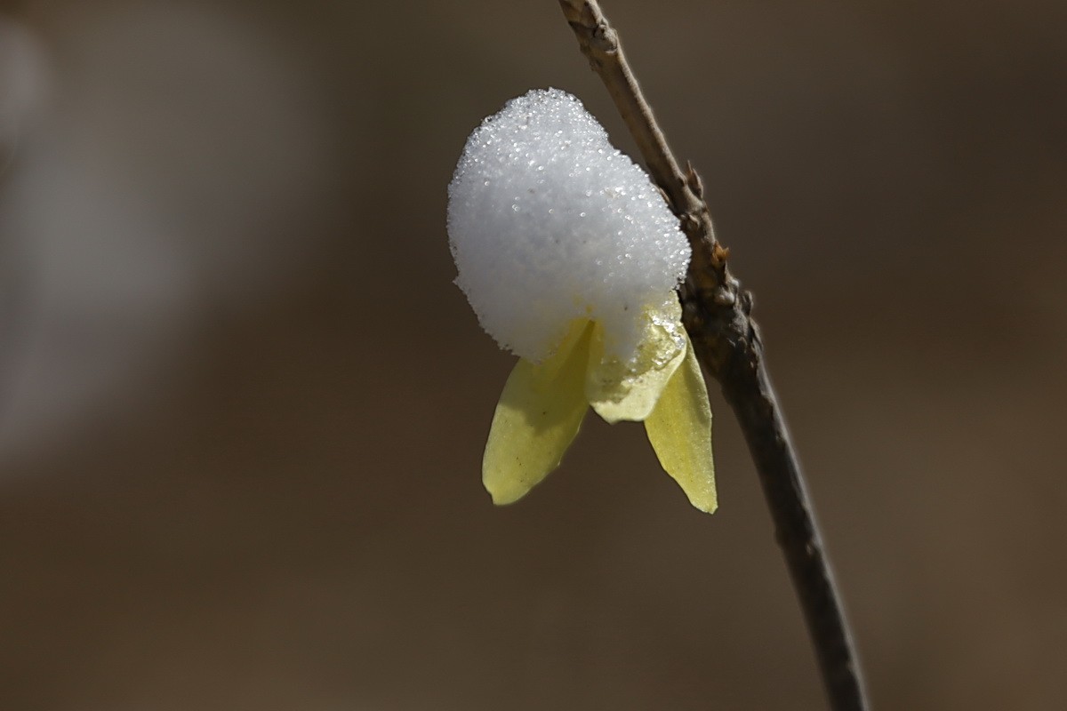 滨城游拍——春花映雪