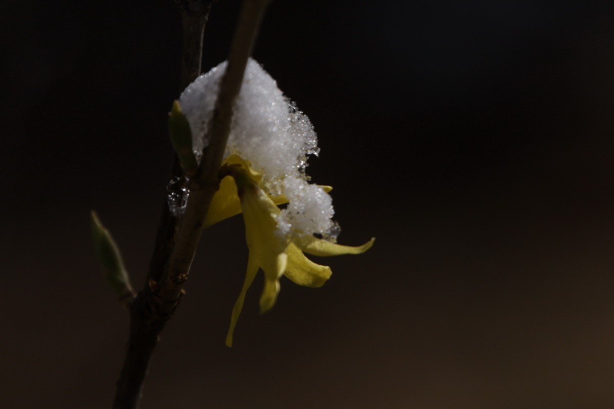 滨城游拍——春花映雪