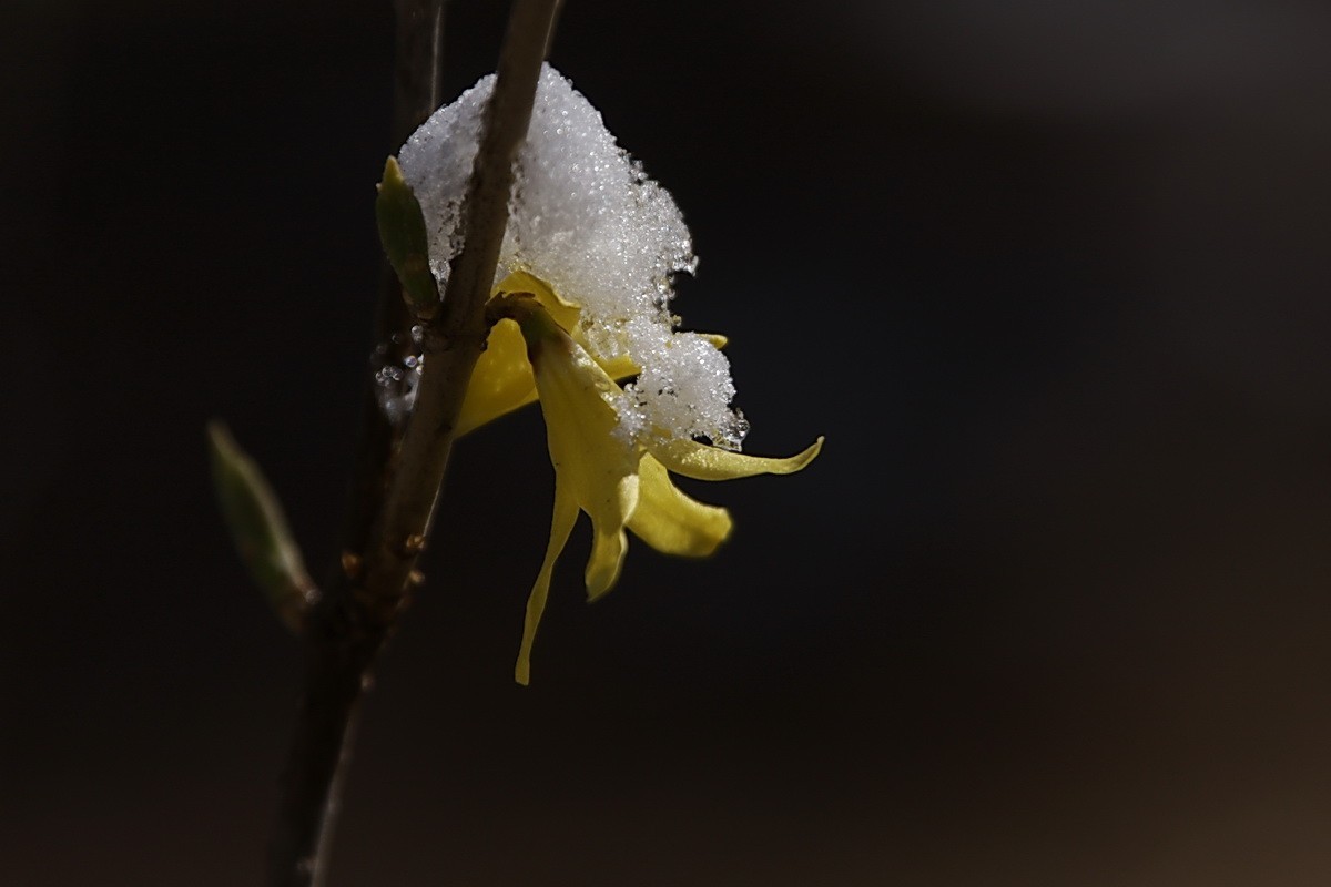 滨城游拍——春花映雪