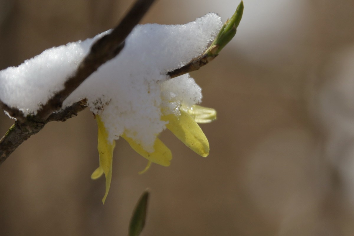 滨城游拍——春花映雪