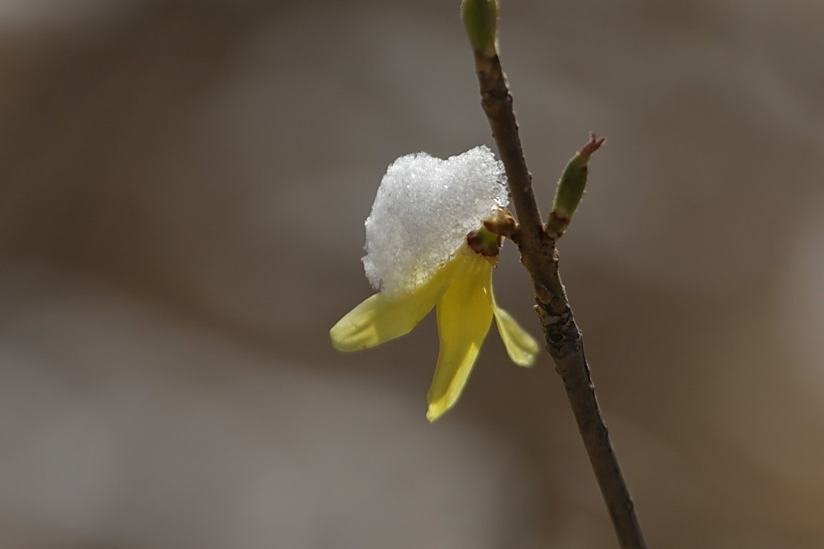 滨城游拍——春花映雪
