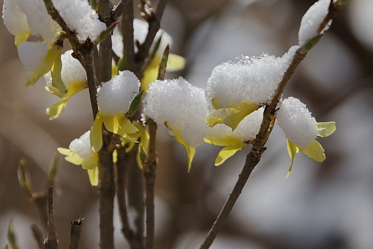 滨城游拍——春花映雪