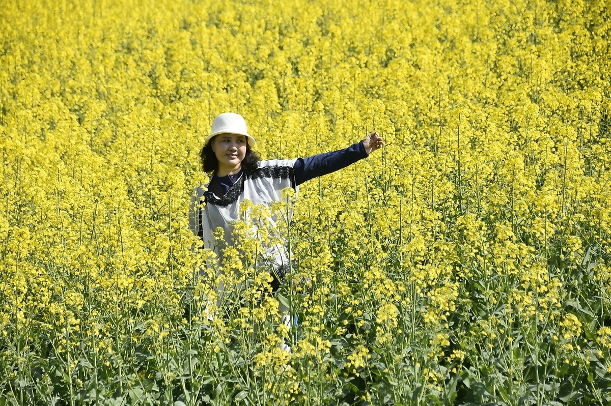 大渔桥花海