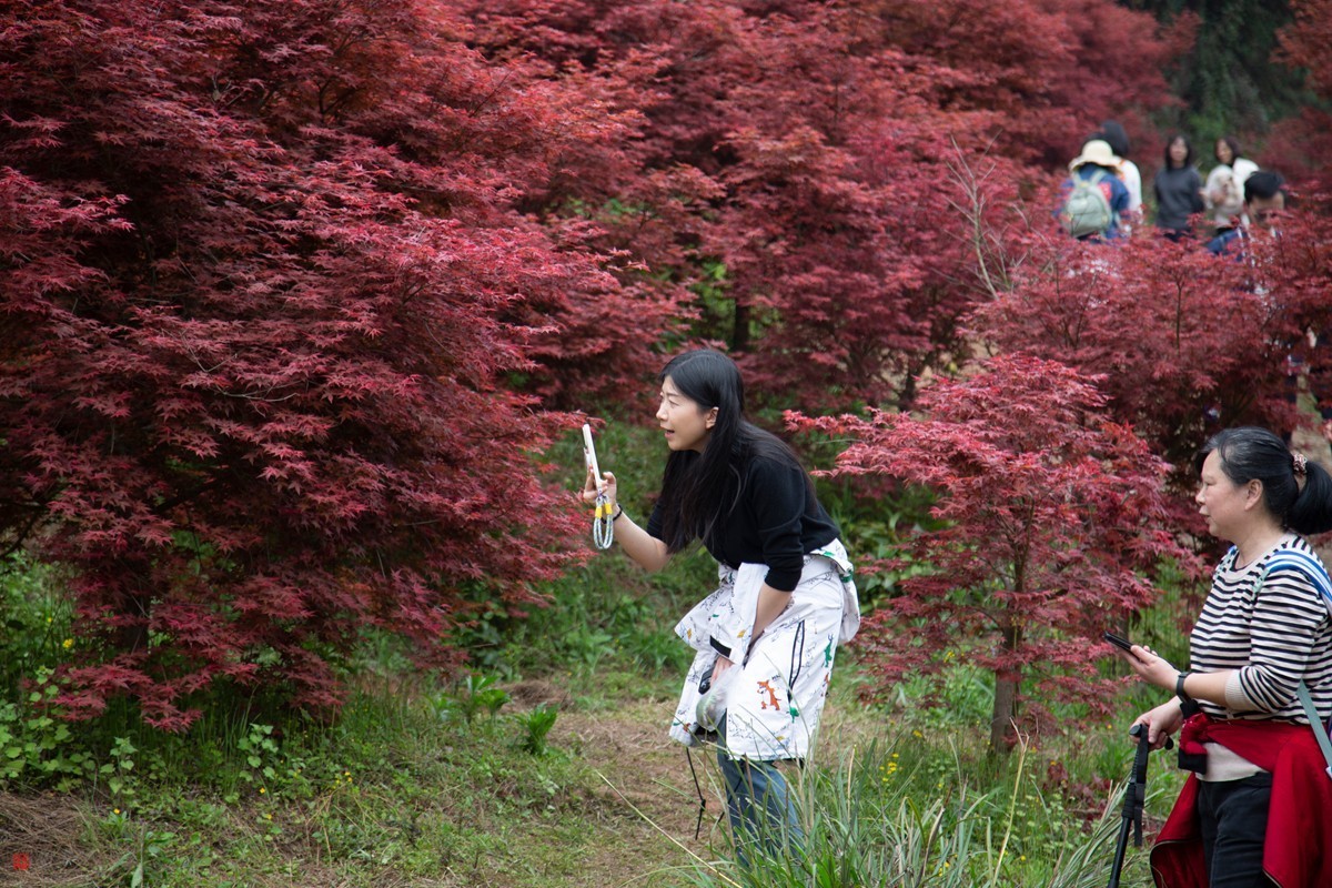 八塘黄金谷（9）