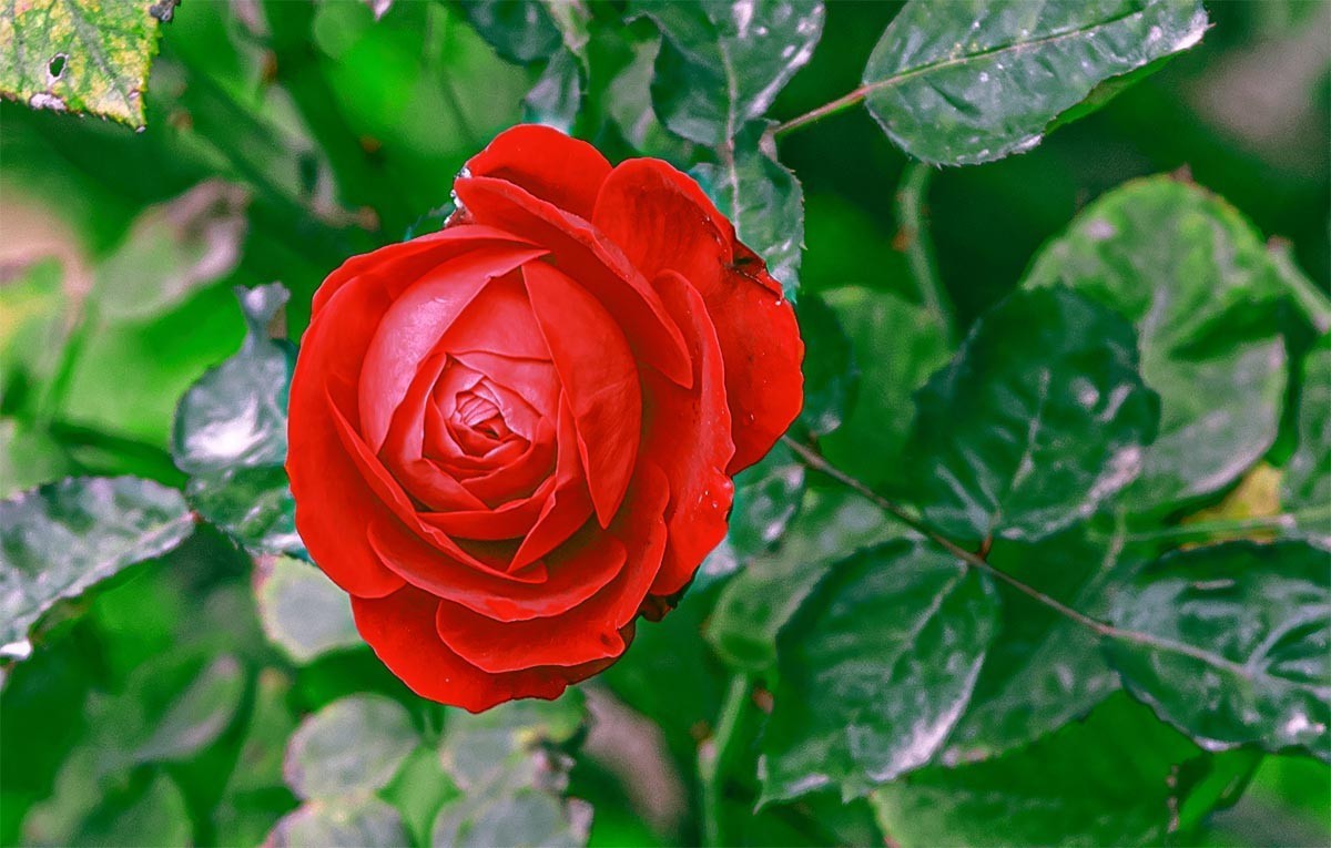 花                                           卉