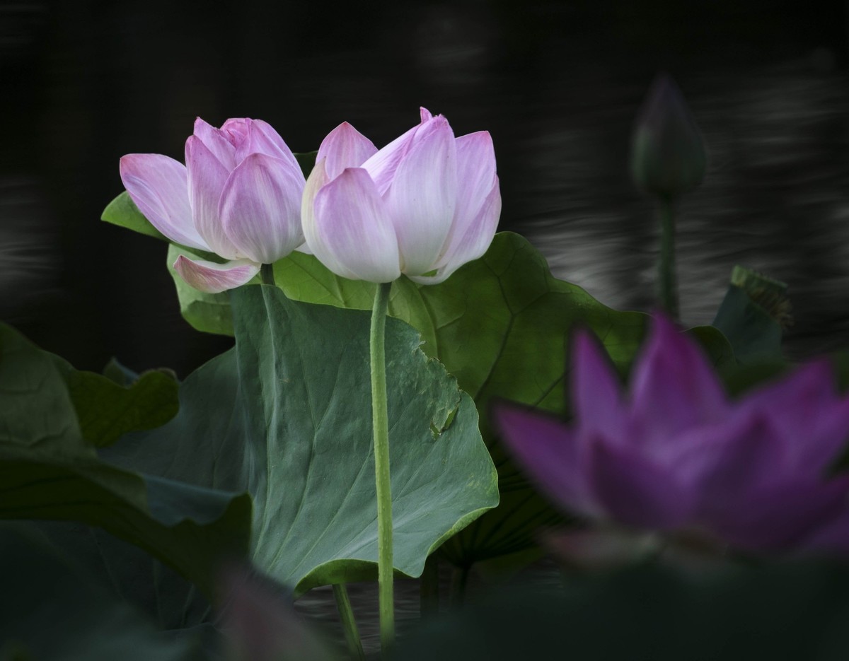 新荷