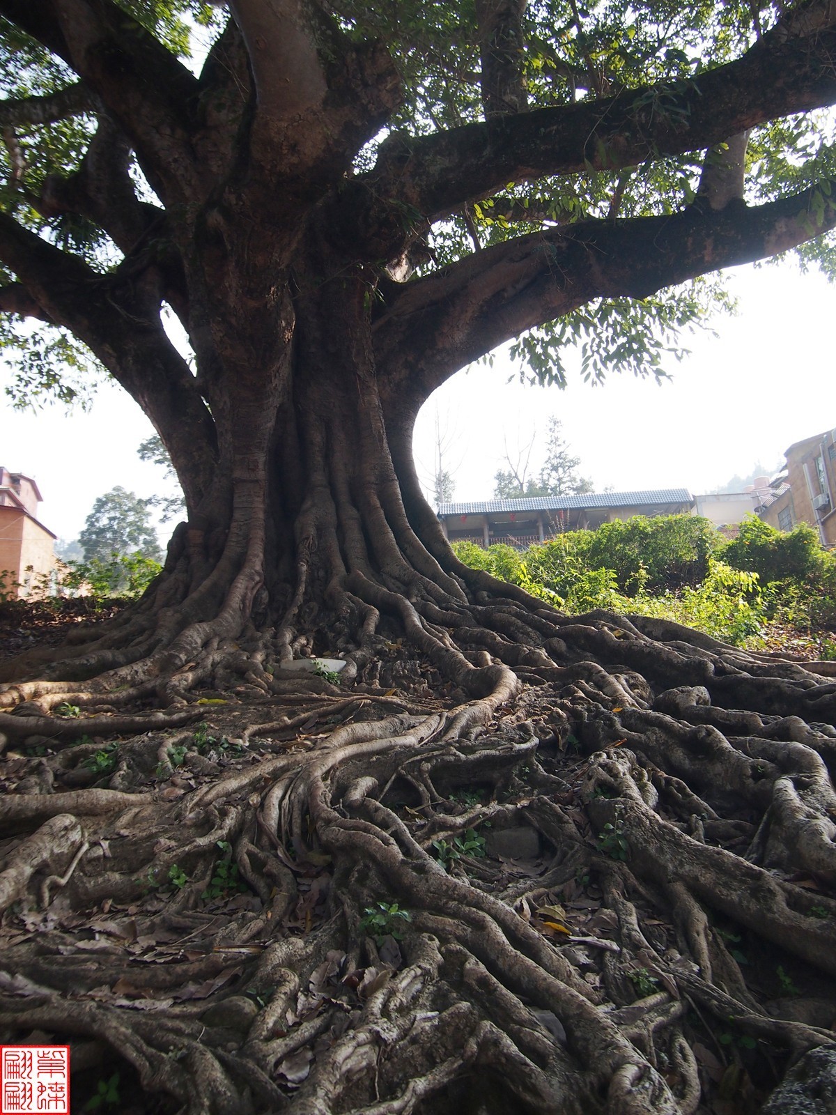 2023.12.22坝美随拍（21）