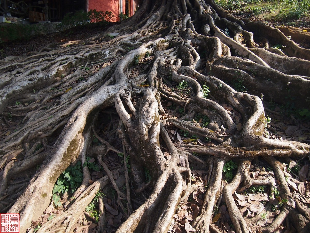 2023.12.22坝美随拍（21）