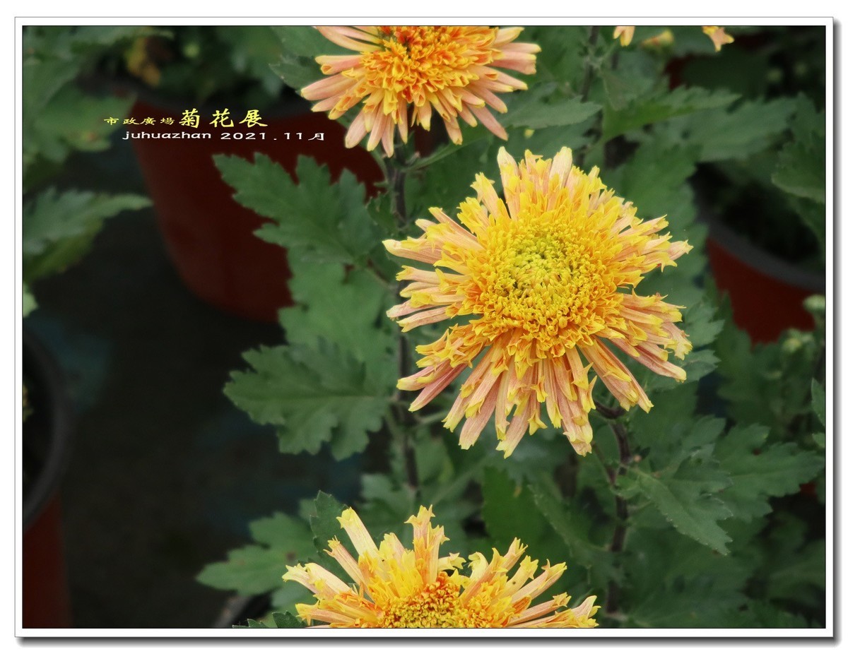 市政广场菊花展29【2022-0157】
