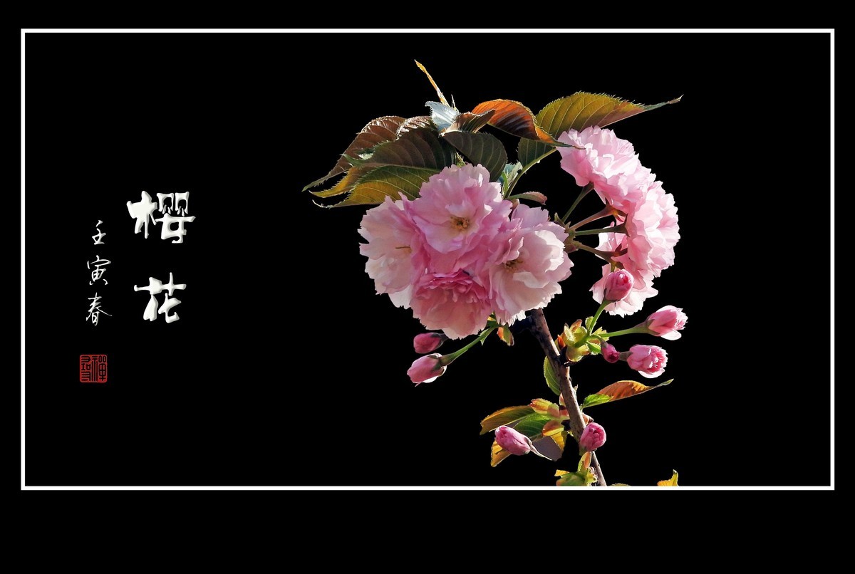 花团锦簇的樱花