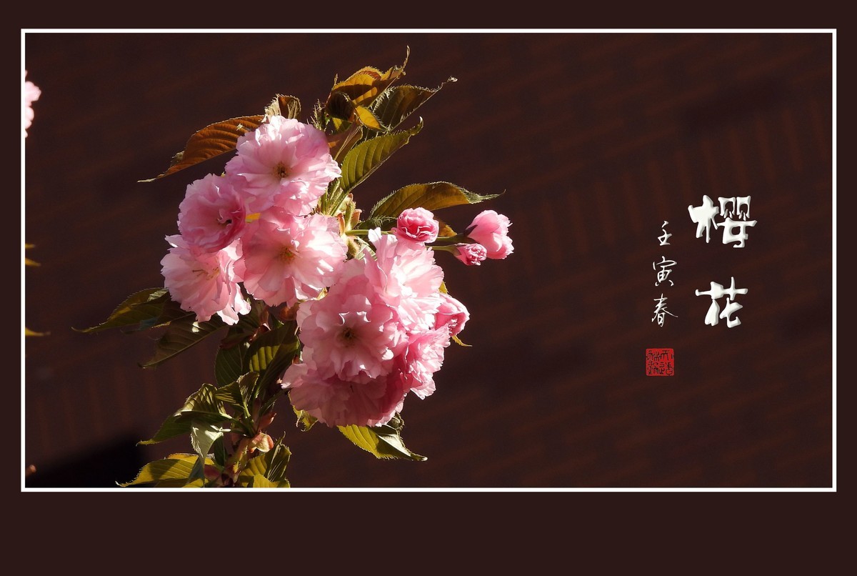 花团锦簇的樱花